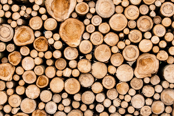 10 fatos interessantes sobre a madeira